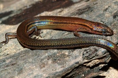 A new species of lizard with striking iridescent rainbow skin has been discovered in the rainforest in northeast Cambodia. [cdnews.com] 