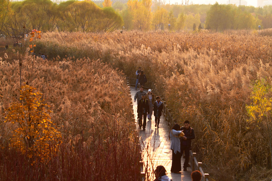 Olympic Forest Park is located to the north of the 'Bird's Nest' and 'Water Cube.' Shrouded in trees, reeds and grass and spotted with ponds, the 11.5-square-kilometer Olympic National Forest Park has become a popular destination for tourists to inhale some fresh air in Beijing. [su3000/bbs.fengniao] 
