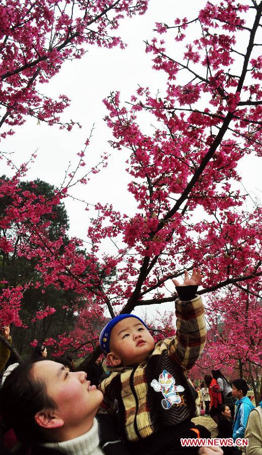 Visitors look at cherry blossoms at the Shimen Forest Park in Nanning, capital of southwest China's Guangxi Zhuang Autonomous Region, Feb. 26, 2012.
