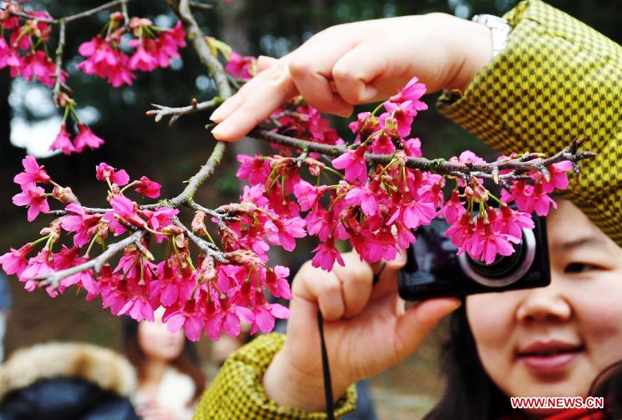 A visitor takes photos of cherry blossoms at the Shimen Forest Park in Nanning, capital of southwest China's Guangxi Zhuang Autonomous Region, Feb. 26, 2012.