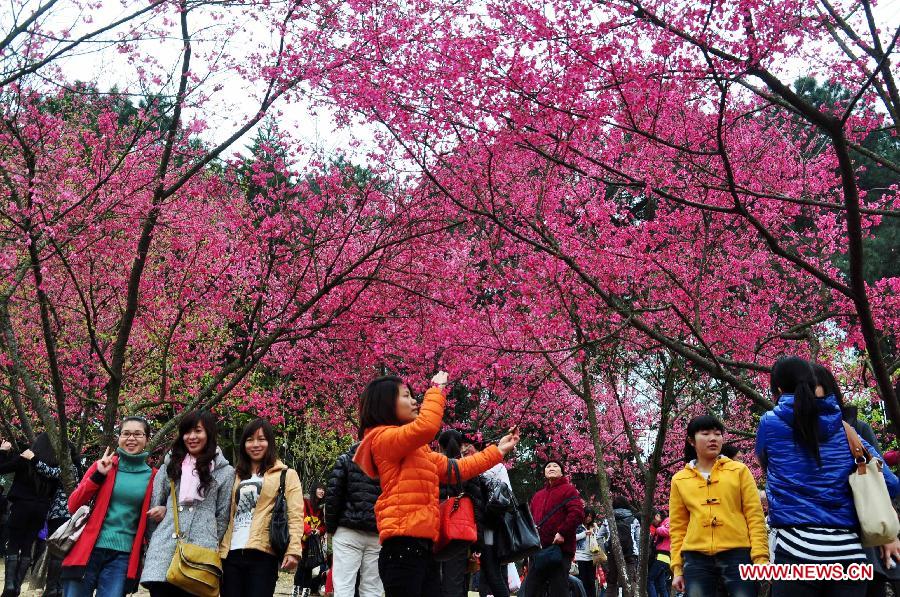 Visitors look at cherry blossoms at the Shimen Forest Park in Nanning, capital of southwest China's Guangxi Zhuang Autonomous Region, Feb. 26, 2012. (Xinhua/Lu Bo'an) 