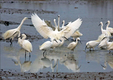 Little egrets are a common sight on Poyang Lake's wetland areas in mid-February. [China Daily] 