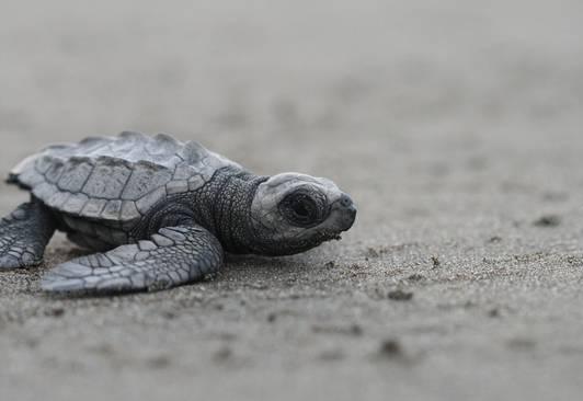 Baby sea turtle on a Costa Rican beach. [File photo] 