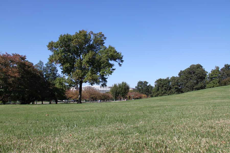 Photo shows the snapshots of trees in Washington, D.C. the United States. [Photo by Li Xiaohua/China.org.cn]