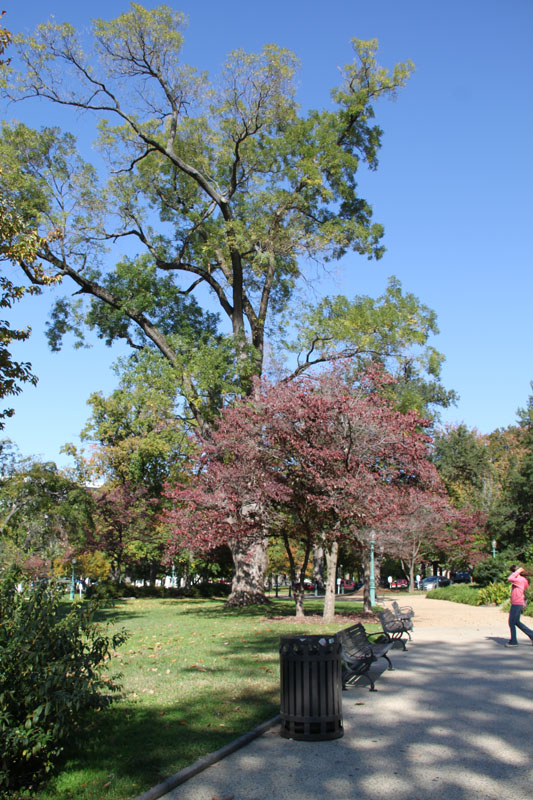 Photo shows the snapshots of trees in Washington, D.C. the United States. [Photo by Li Xiaohua/China.org.cn]