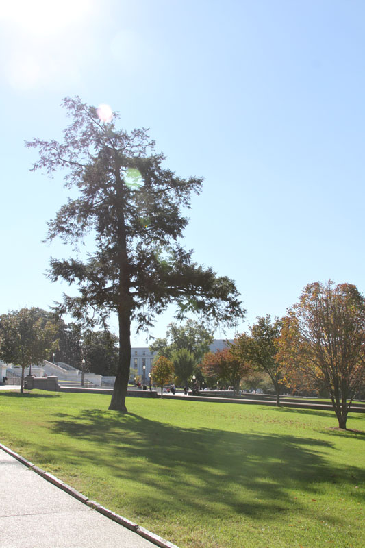 Photo shows the snapshots of trees in Washington, D.C. the United States. [Photo by Li Xiaohua/China.org.cn]