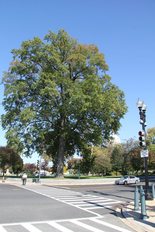 Photo shows the snapshots of trees in Washington, D.C. the United States. [Photo by Li Xiaohua/China.org.cn]