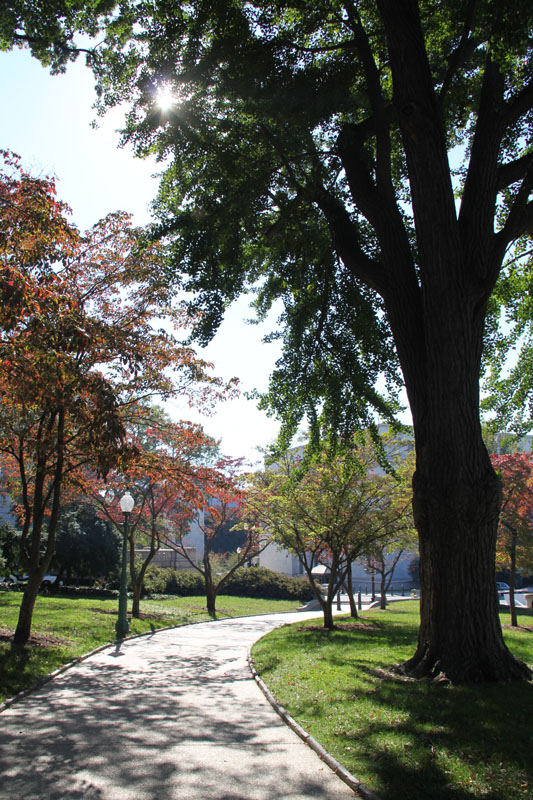 Photo shows the snapshots of trees in Washington, D.C. the United States. [Photo by Li Xiaohua/China.org.cn]