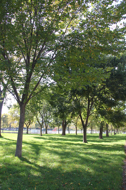 Photo shows the snapshots of trees in Washington, D.C. the United States. [Photo by Li Xiaohua/China.org.cn]