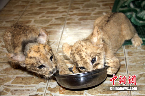The newborn tigon and lion cub in Yancheng Safari Park of Changzhou city, Jiangsu Province. [chinanews.com]