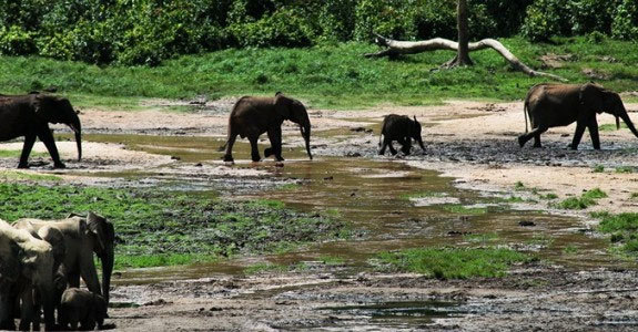 There has been reports of the poaching of close to 450 elephants in Bouba Ndjida National Park in northern Cameroon. [UNEP] 