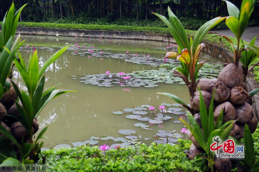 Located in Xinglong town, about one and a half hour's drive from Sanya in Hainan Province, Xinglong Tropical Botanical Garden was built in 1957. Covering an area of 400,000 square meters, it boasts 1,200 tropical plants. The botanic garden not only is an important agricultural base, but also a famous tourist spot. [China.org.cn] 