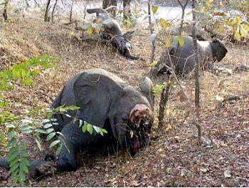 Elephant carcasses in Cameroon's Bouba Ndjida National Park. [File photo]