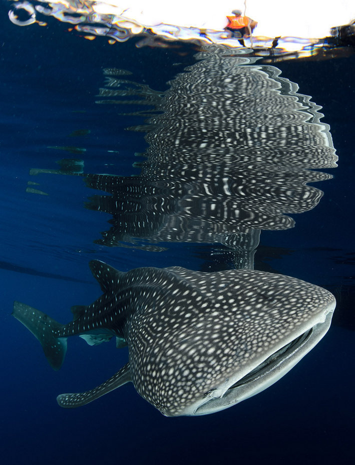 Huge whale sharks enjoy &apos;free lunch&apos;