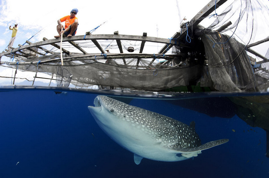 Huge whale sharks enjoy &apos;free lunch&apos;