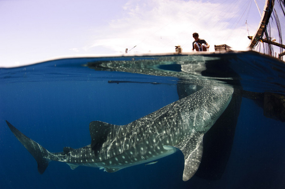 Huge whale sharks enjoy 'free lunch'