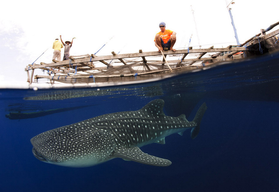 Huge whale sharks enjoy 'free lunch'