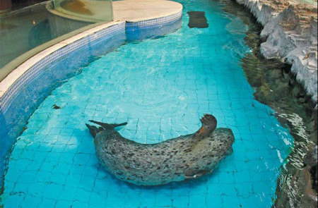 A seal being raised in a pool at Chang An Grand Hotel in Beijing on Feb 22. Raising seals for entertaining customers in restaurants and hotels has sparked heated debate recently. [China Daily] 