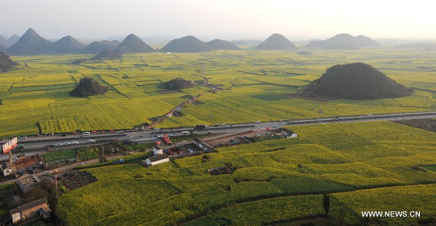 Photo taken on Feb. 29, 2012 shows the field of cole flowers in Luoping County, southwest China's Yunnan Province. More than 53,000 hectares of cole flowers in Luoping entered the blossom season recently. (Xinhua/Qin Qing) 