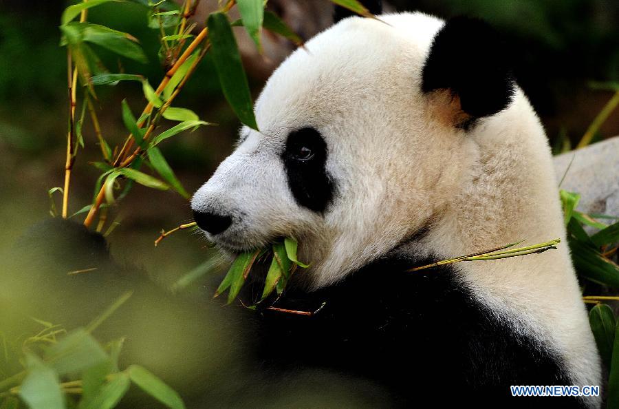 The male giant panda Ying Ying eats bamboos at the ocean park in Hong Kong, south China, March 1, 2012. The Giant Panda House of the park reopened on Thursday. The park had suspended the giant panda exhibit from February 27 in a bid to encourage Ying Ying and Le Le to mate. [Xinhua]
