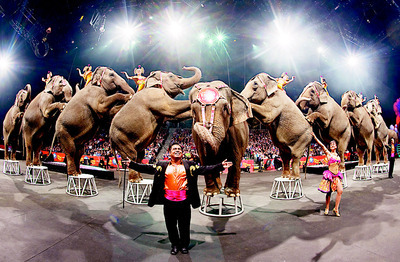 The UK will ban the use of wild animals in travelling circuses. [File photo]