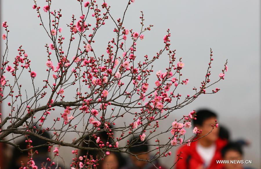 Wintersweets come out in Nanjing, capital of east China's Jiangsu Province, March 3, 2012. (Xinhua/Wang Xin) 