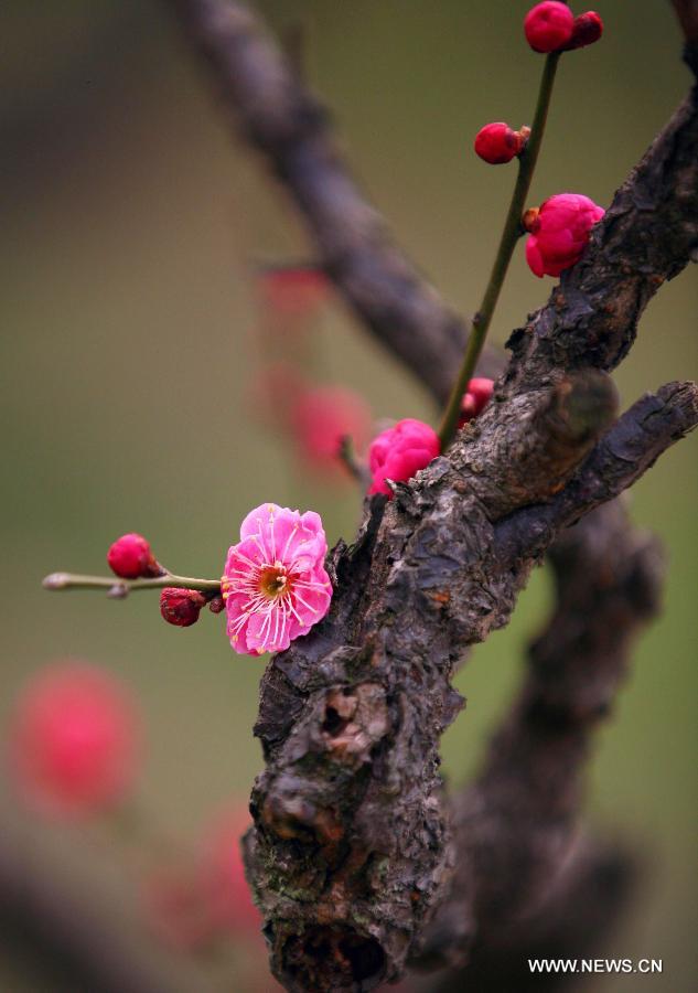 Wintersweets come out in Nanjing, capital of east China's Jiangsu Province, March 3, 2012. (Xinhua/Wang Xin)