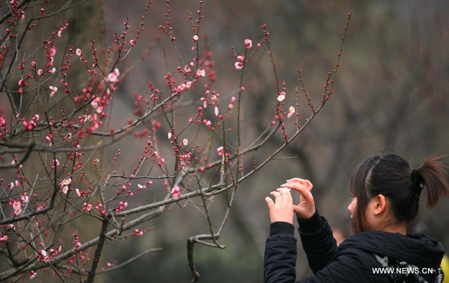 A woman takes photos of budding wintersweets in Nanjing, capital of east China's Jiangsu Province, March 3, 2012. (Xinhua/Wang Xin) 