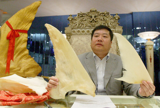 A restaurant owner shows raw shark fin served in his restaurant in Taiyuan, Shanxi province, on Dec 29, 2011. He declared on Dec 27 on his micro blog that he would cease serving shark fin in his restaurant. And due to his huge stock of shark fin, he is inviting customers to try it for free. [China News Service] 