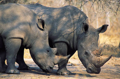 Two White Rhinos, Mala Mala Reserve, South Africa. [File photo]