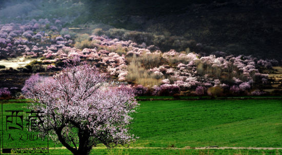 Peach trees in Nyingchi Prefecture in China's Tibet Autonomous Region come into bloom in March. [Photo: Tibet Geographic]