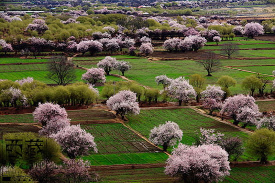 The picturesque spring scenery of Nyingchi Prefecture is often compared to that of southern Chinese cities. [Photo: Tibet Geographic]