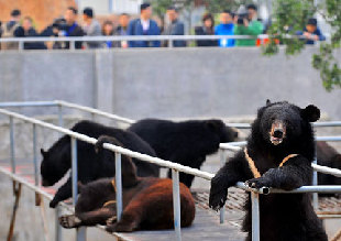 Bears walk at the farm of the Guizhentang pharmaceutical company in Hui'an County, Fujian Province. [File photo] 