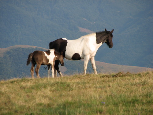 Wild horses in Serbia. [File photo] 