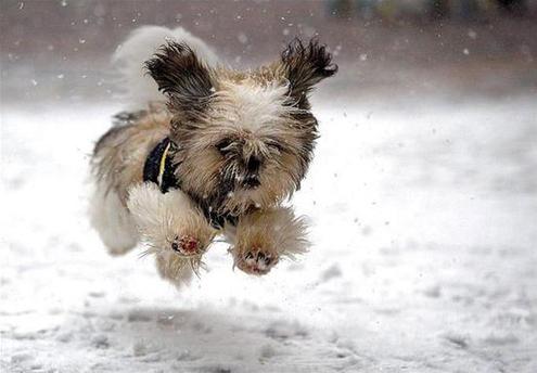 Ever wonder how dogs can walk barefoot in the snow?