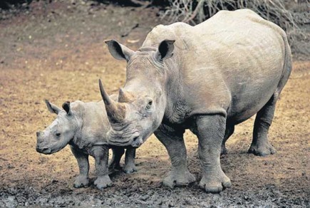 Africa's rhinos are already endangered and now they are being killed at a rapidly increasing rate. [File photo]