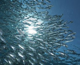 Oceans cover 70 percent of the planet, feed and provide employment for millions. [File photo]