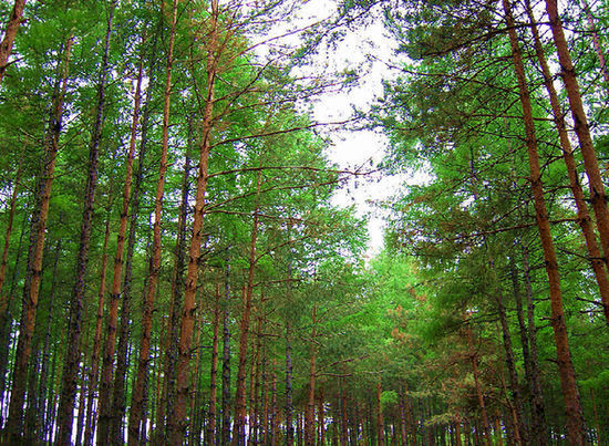 China aims to increase its forest coverage to more than 23 percent and lift the forested land area to 223 million hectares by end of 2020. [File photo] 