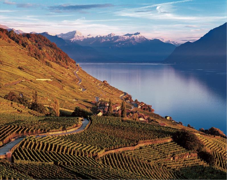 Lavaux Vineyard (Photo Source:cyol.net)