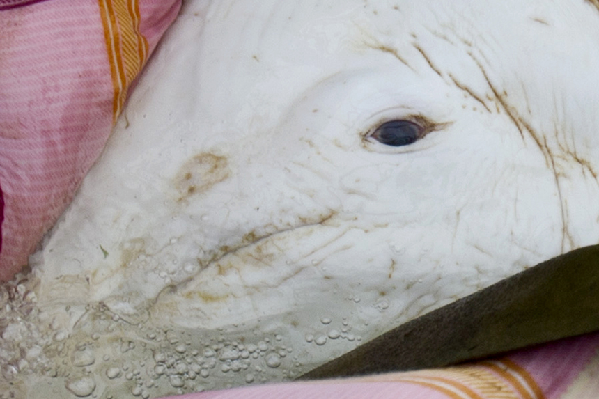 A Chinese white dolphin was found in a riverway in Foshan, southern China's Guangdong Province on March 12, attracting thousands of people. The Chinese white dolphin is a humpback dolphin, one of 80 cetacean species. It can live up to 40 years, as has been determined through analysis of its teeth.