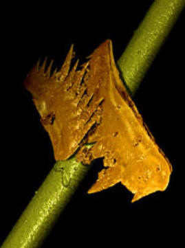 Three dimensional model of an articulated pair of conodont teeth and a human hair for scale, both created using synchrotron radiation x-ray computed micro-tomography. [Image by D. Jones, A. R. Evans, K. K. W. Siu] 