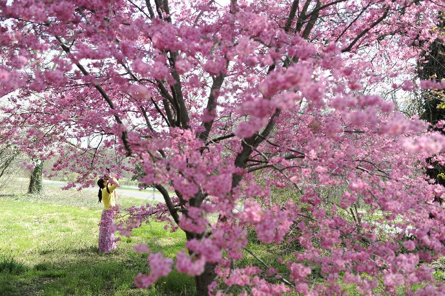 A woman takes photos of cherry blossom trees as they begin to bloom in Washington D.C., the United States, on March 15, 2012. The National Park Service forecasts that the peak bloom is between March 20 and 23, earlier than those of previous years, due to temperatures warmer than average. (Xinhua/Zhang Jun)