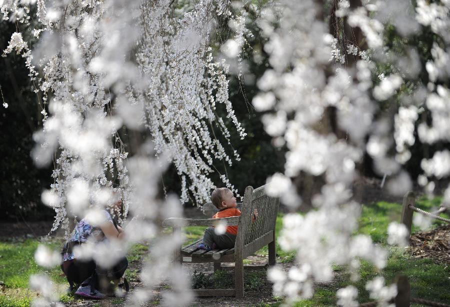A woman plays games with her child beneath cherry blossom trees as they begin to bloom in Washington D.C., the United States, on March 15, 2012. The National Park Service forecasts that the peak bloom is between March 20 and 23, earlier than those of previous years, due to temperatures warmer than average. (Xinhua/Zhang Jun) 
