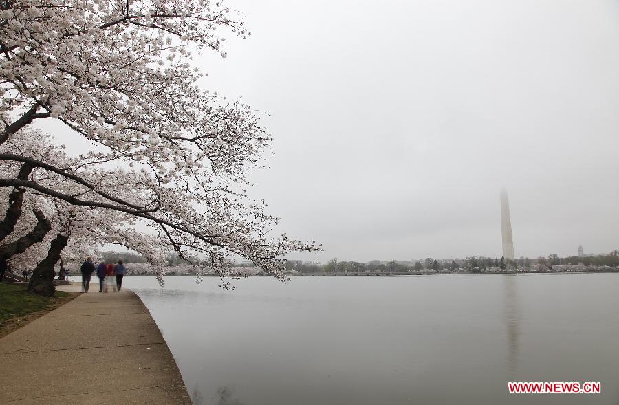 Tourists walk beneath cherry blossom trees along the Tidal Basin in Washington D.C., the United States, on March 18, 2012. The annual Cherry Blossom Festival will begin here on March 20, commemorating the 100th anniversary of Japan's gift of 3,000 Japanese cherry blossom trees to Washington in 1912. (Xinhua/Lin Yu)