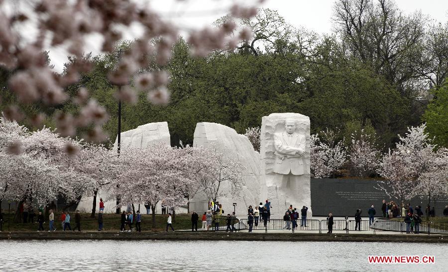 Tourists walk beneath cherry blossom trees at the Martin Luther King Jr memorial in Washington D.C., the United States, on March 18, 2012. The annual Cherry Blossom Festival will begin here on March 20, commemorating the 100th anniversary of Japan's gift of 3,000 Japanese cherry blossom trees to Washington in 1912. (Xinhua/Lin Yu) 