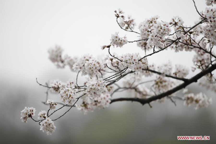 Cherry blossoms along the Tidal Basin are seen in Washington D.C., the United States, on March 18, 2012. The annual Cherry Blossom Festival will begin here on March 20, commemorating the 100th anniversary of Japan's gift of 3,000 Japanese cherry blossom trees to Washington in 1912. (Xinhua/Lin Yu) 