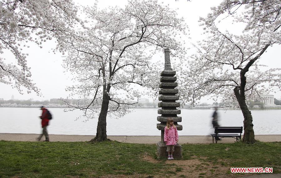 A girl has her photos taken beside cherry blossom trees along the Tidal Basin in Washington D.C., the United States, on March 18, 2012. The annual Cherry Blossom Festival will begin here on March 20, commemorating the 100th anniversary of Japan's gift of 3,000 Japanese cherry blossom trees to Washington in 1912. (Xinhua/Lin Yu) 