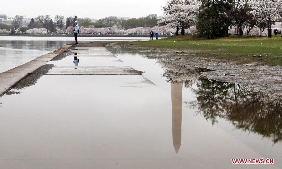 A tourist walks along the Tidal Basin to view cherry blossom trees in Washington D.C., the United States, on March 18, 2012. The annual Cherry Blossom Festival will begin here on March 20, commemorating the 100th anniversary of Japan's gift of 3,000 Japanese cherry blossom trees to Washington in 1912. (Xinhua/Lin Yu) 