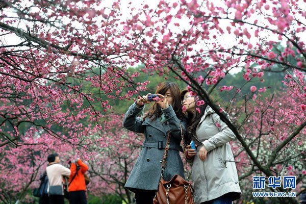 The plum trees in the public parks, botanical gardens and scenic areas of Hangzhou, capital city of east China's Zhejiang province, are in full bloom as seen in a series of photos released by Xinhua news agency on Sunday, March 18, 2012. The pink plum blossom has attracted large numbers of citizens and tourists over the past weekend. [Photo:Xinhua] 