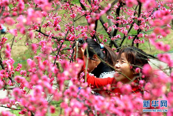 The plum trees in the public parks, botanical gardens and scenic areas of Hangzhou, capital city of east China's Zhejiang province, are in full bloom as seen in a series of photos released by Xinhua news agency on Sunday, March 18, 2012. The pink plum blossom has attracted large numbers of citizens and tourists over the past weekend. [Photo:Xinhua] 